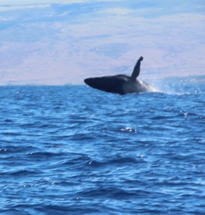 Whale Breaching.jpeg